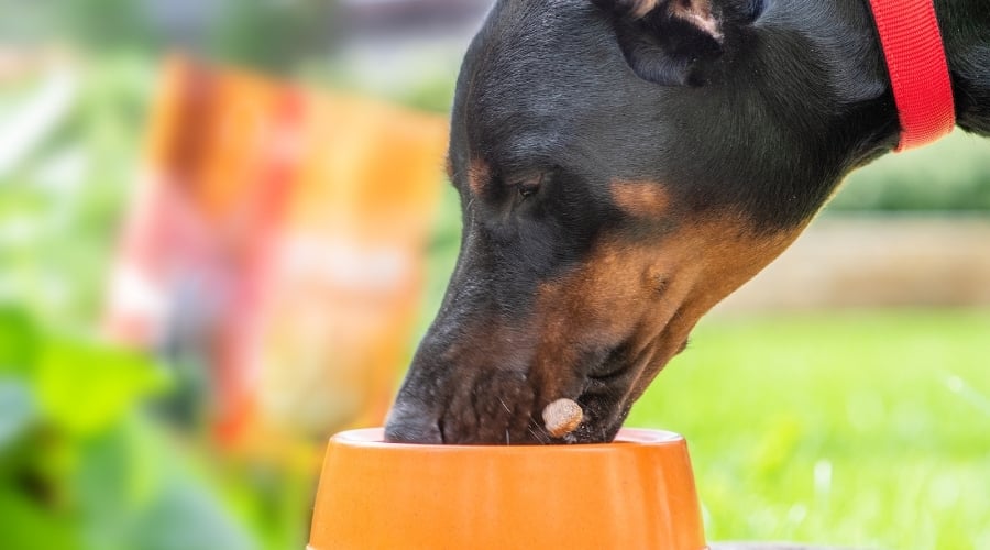 Doberman Pinscher Eating