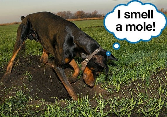 Doberman Pinscher digging up grass while hunting a mole with speech bubble