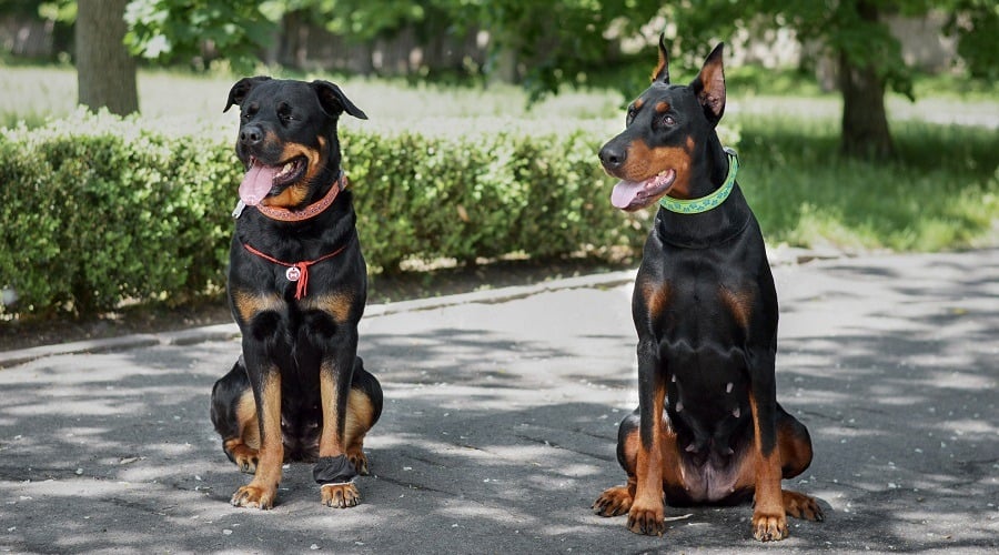 A Rottweiler and Doberman next to each other.