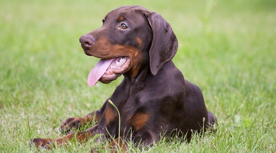 Doberman Puppy Eating