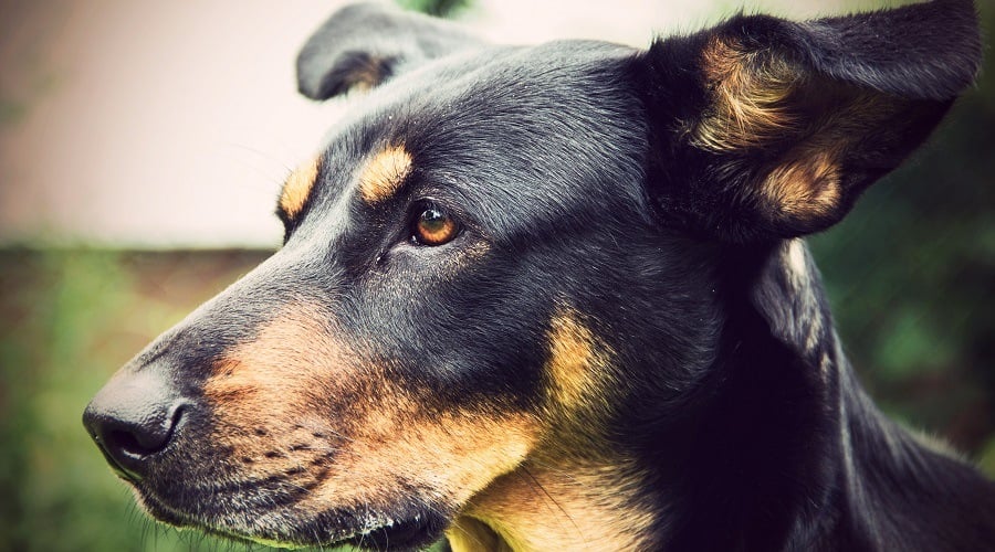 Doberman Shepherd