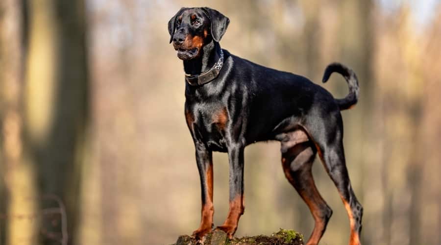Doberman Standing