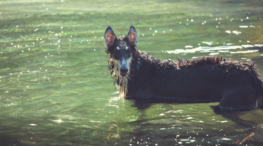 Doberman Wolfhound