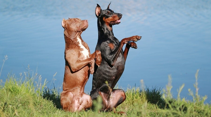 Doberman and Pitbull Temperament