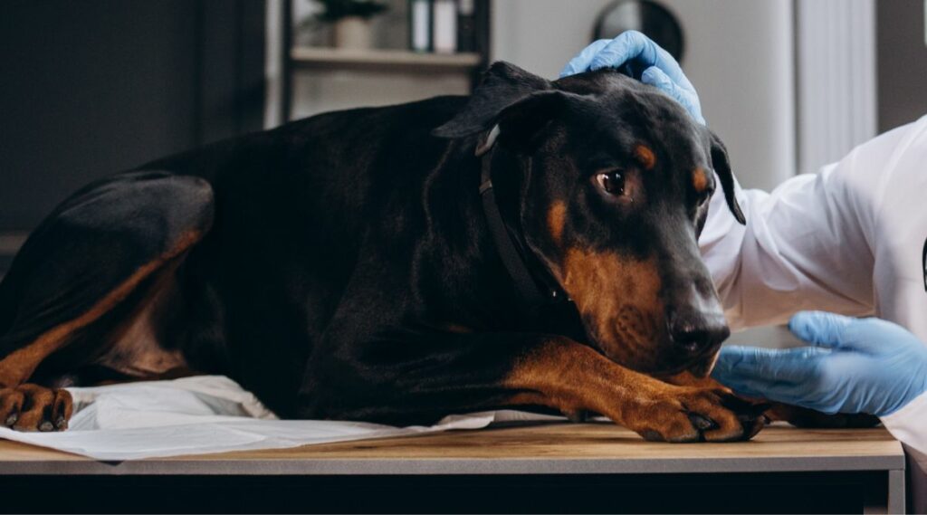 Doberman at the vet