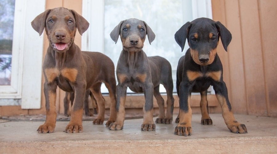 Dobermans that are Many Different Colors