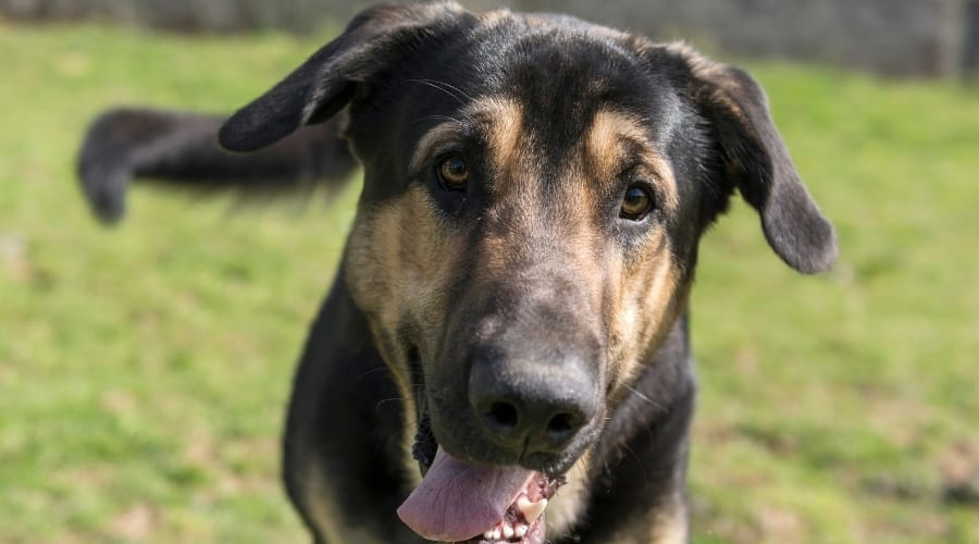 Dobernois