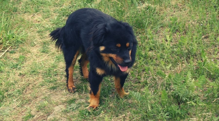 Dobie