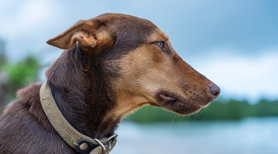 Dobsky Dog