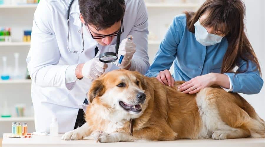 Doctor and assistant checking up golden retriever dog in vet clinic