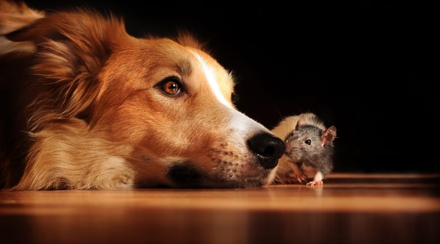 Dog About to Eat Mouse on Floor
