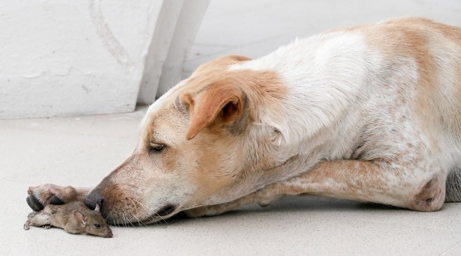 My Dog Just Ate A Mouse! What Should I Do Now? Canine Journal