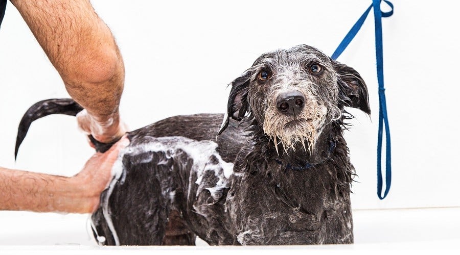 Dog Anal Glands Smelly