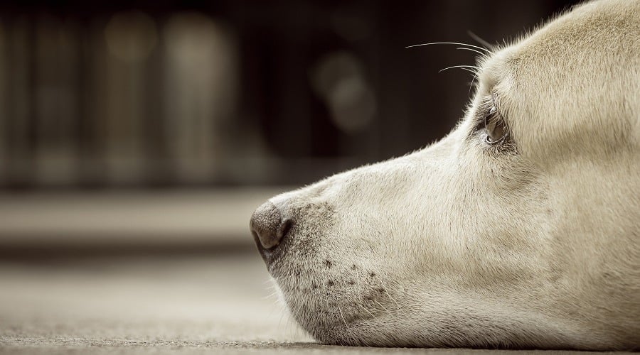 Dog Anxiety