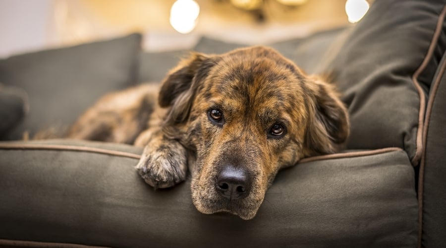 Gross My Dog Just Ate Bacon Grease What Should I Do Now Canine Journal
