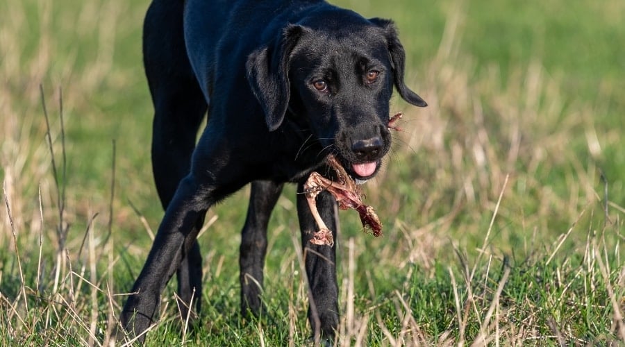 Dog Ate Bird in Field