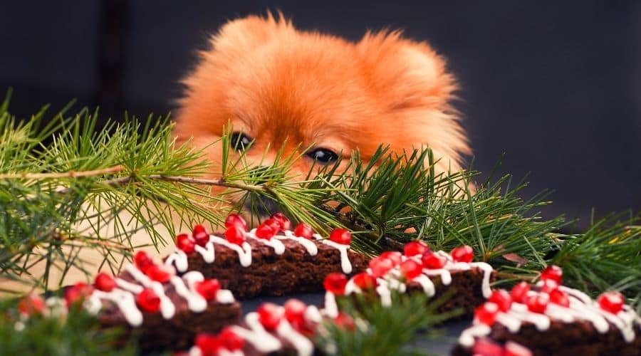 View of Help! My Dog Ate Brownies? Are Brownies Toxic To Dogs? What Should I Do ...