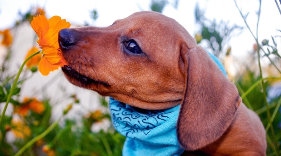 My Dog Just Ate Cosmos! What Should I Do Now? Are Cosmos Toxic To Dogs? Canine Journal