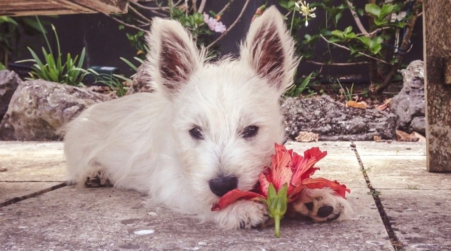 My Dog Just Ate Some Hibiscus! Are Hibiscus Toxic To Dogs? Canine Journal