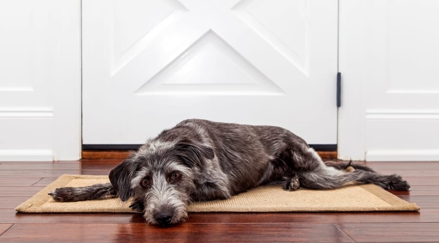 Dog looking sad lying by the door.