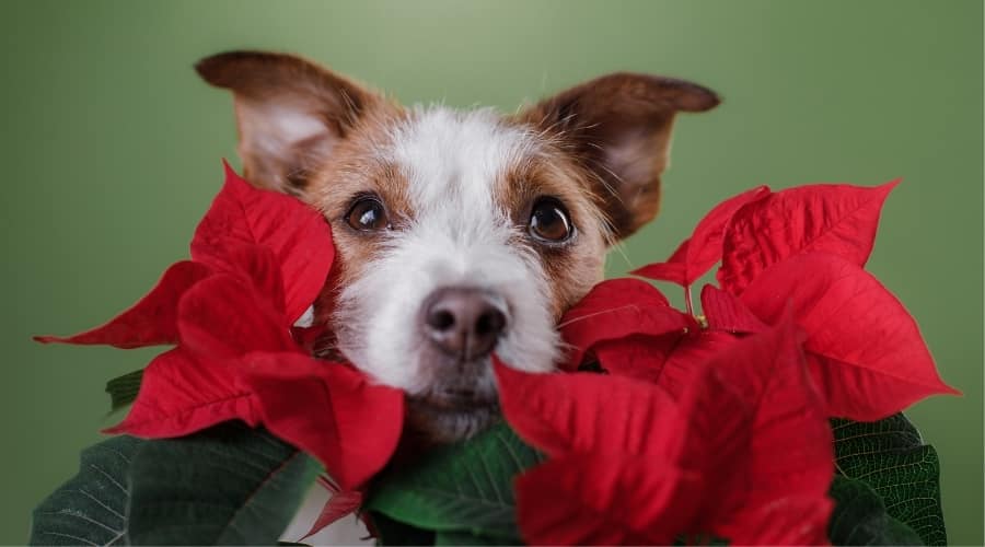 A small white and tan dog peeking through red poinsettias.