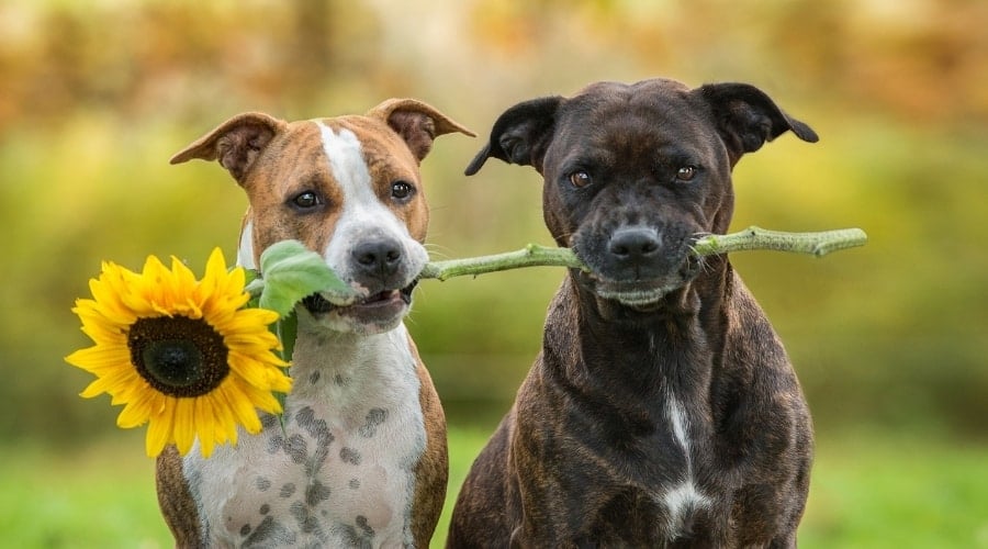 Black Dog Panting Among Yellow Flowers