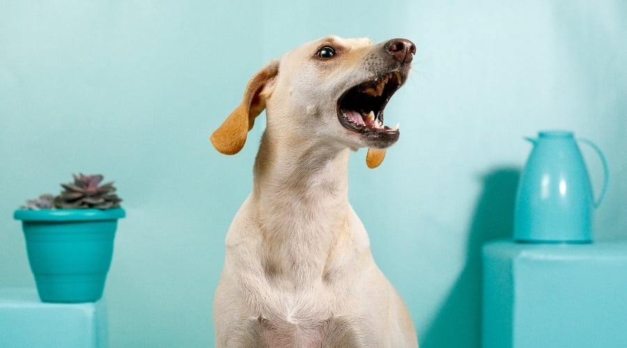 Dog barking.