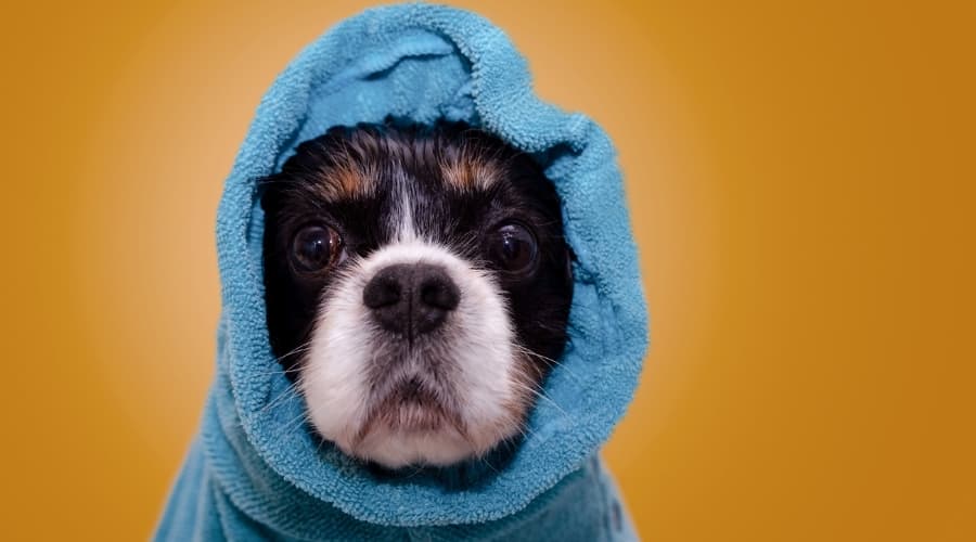 Dog Bathing with Blue Towel