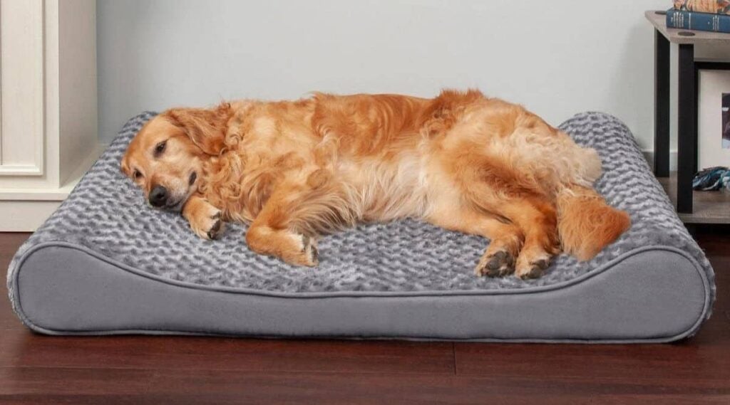 Golden Retriever sleeping in dog bed.