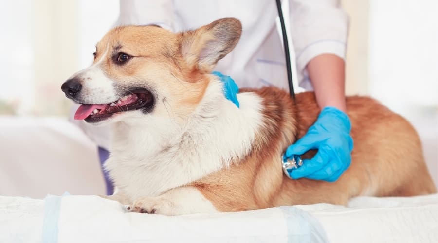 Dog being checked out by a veterinarian.