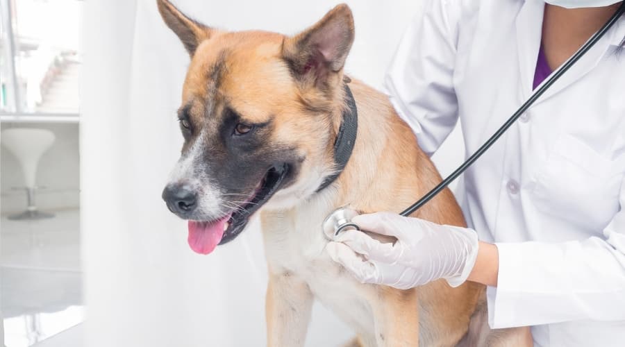 Dog Being Checked at the Vet