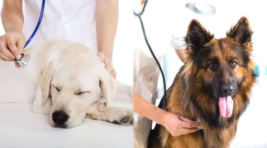 Dog Being Checked by a Vet