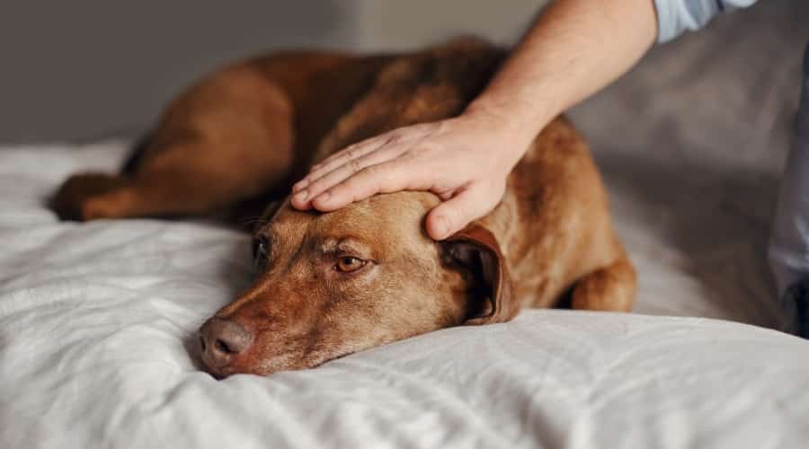 Dog Being Pet by His Owner