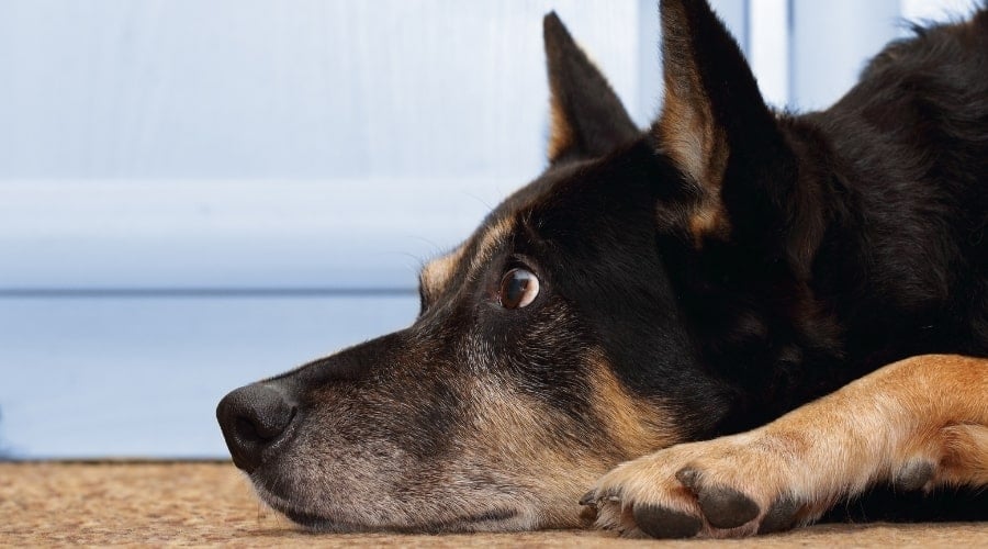 Dog Being Trained