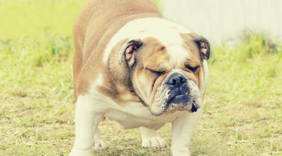 Dog Bell Pepper Constipation