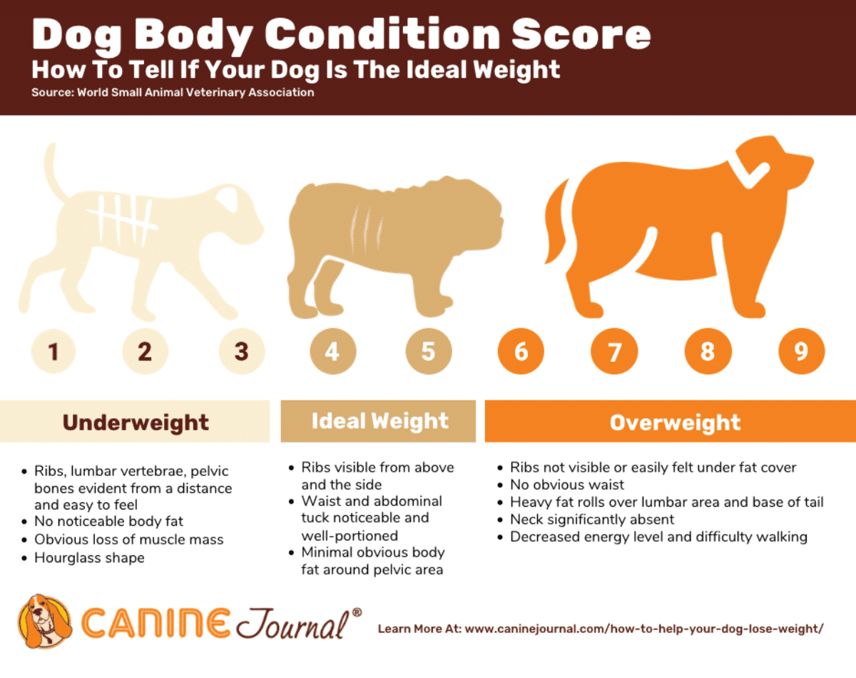 Dog Body Condition Score Chart.