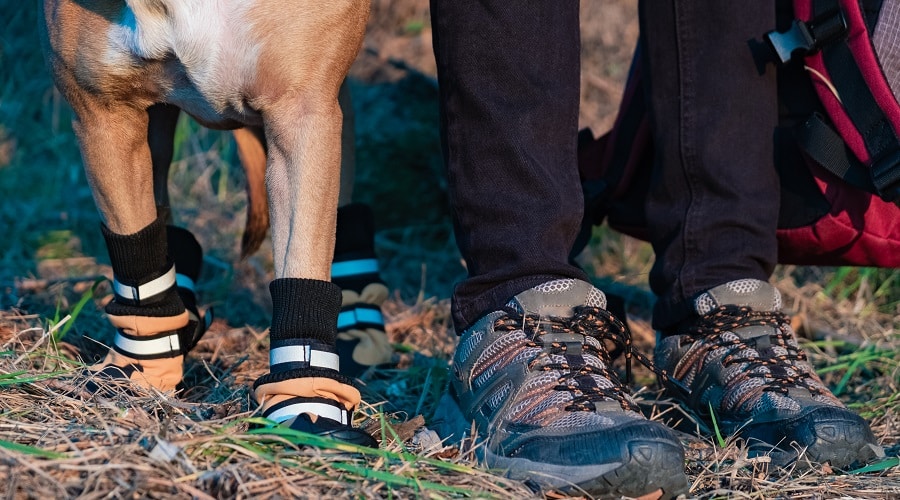 Dog Boot Buyers Guide