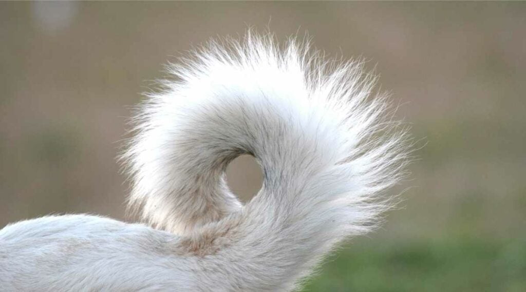 American Eskimo Dog curly tail.