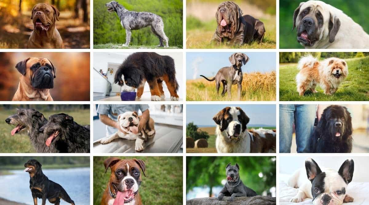 Collage of dogs with the shortest lifespans.