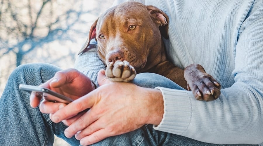 Person Calling Veterinarian