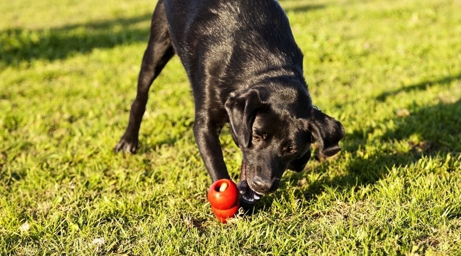 Dog Chasing Kong