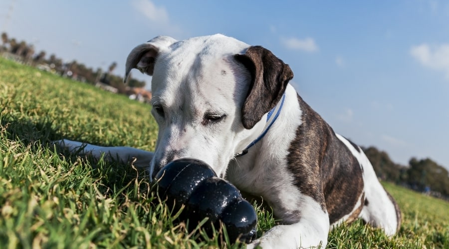 Dog Chewing Kong Toy