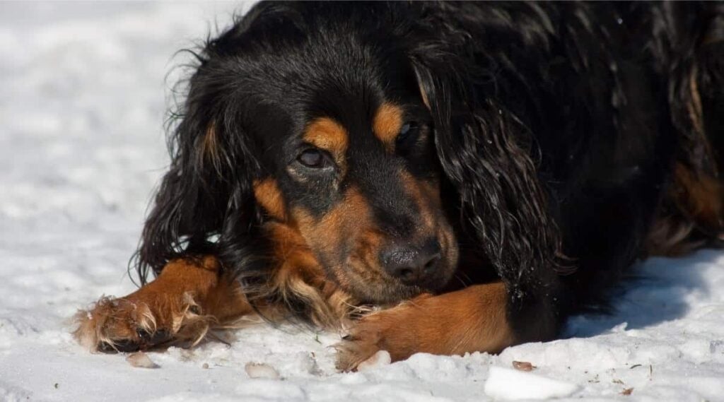 Dog lying outside while