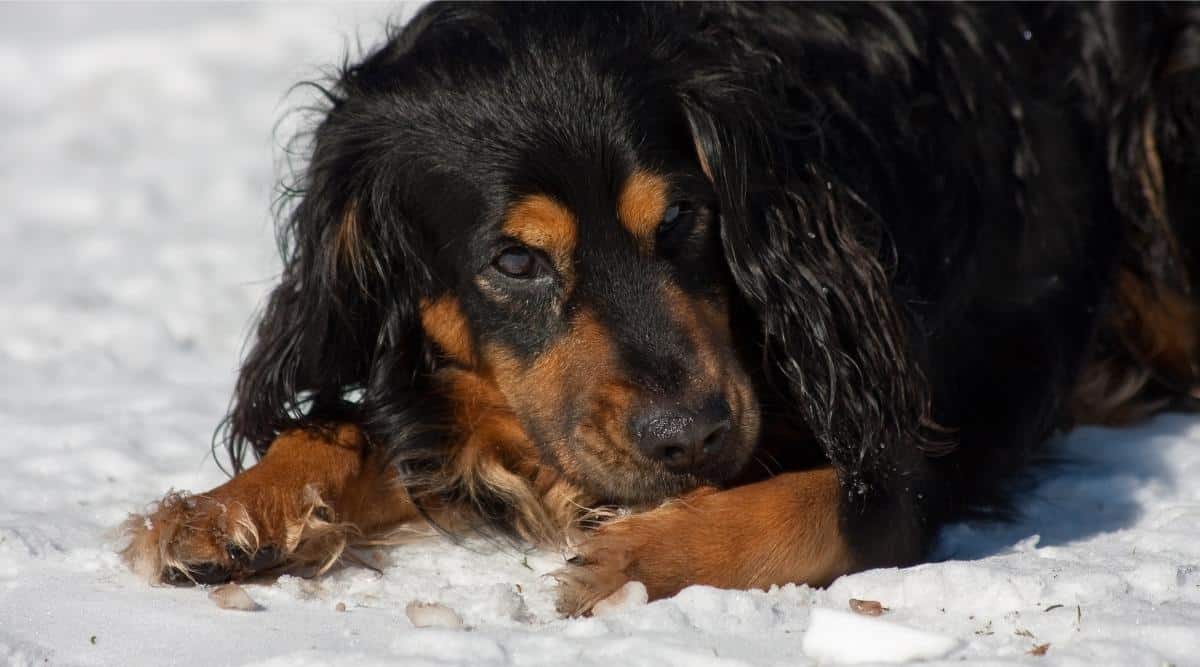 Dog Chewing Paw and Nails