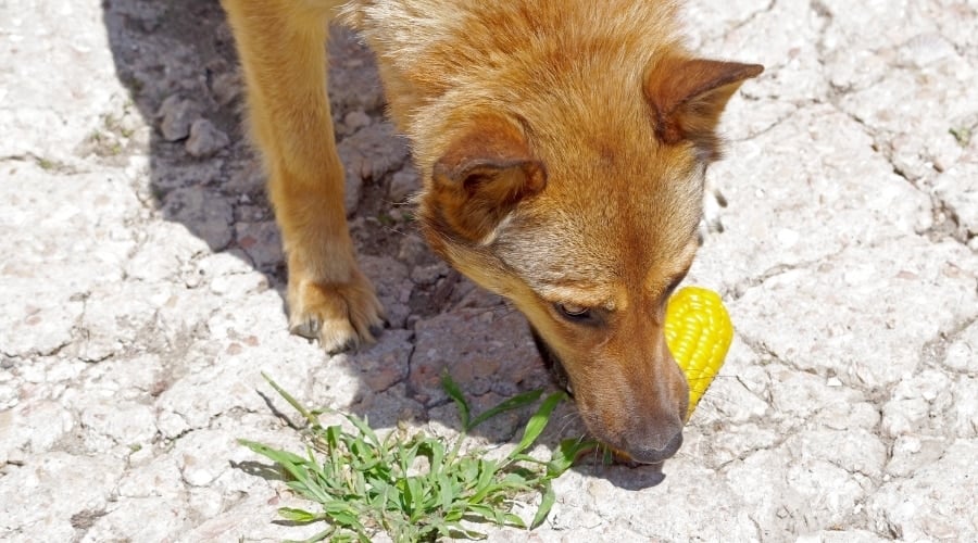 Dog Chewing on Yellow Kernel Corn cob on the ground.