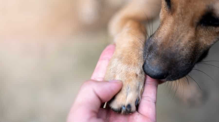 Dog Communicating with Owner