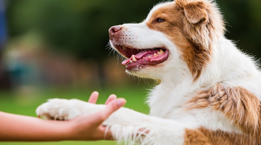 How to Introduce Dogs and Newborns Dog Contract For Kids