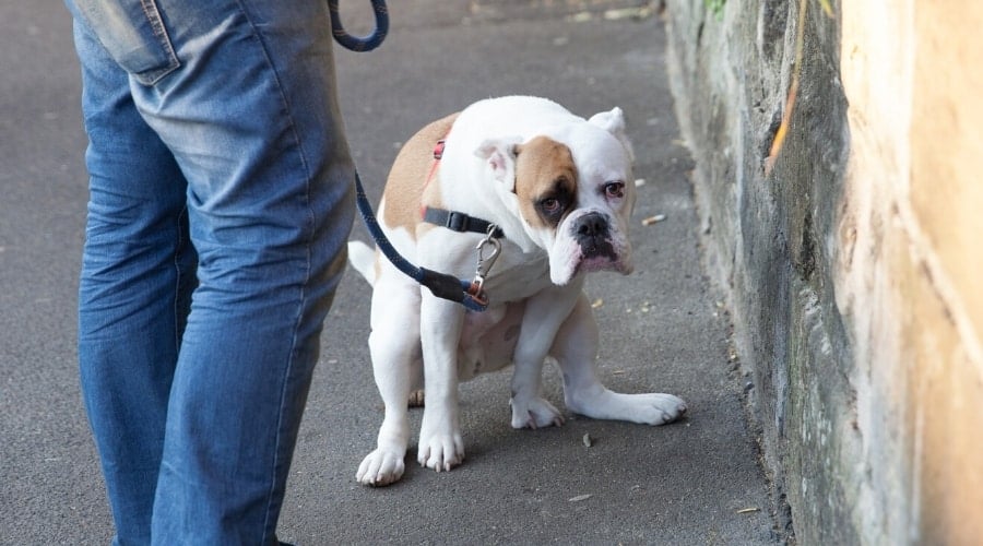 Dog Defecating on a sidewalk.