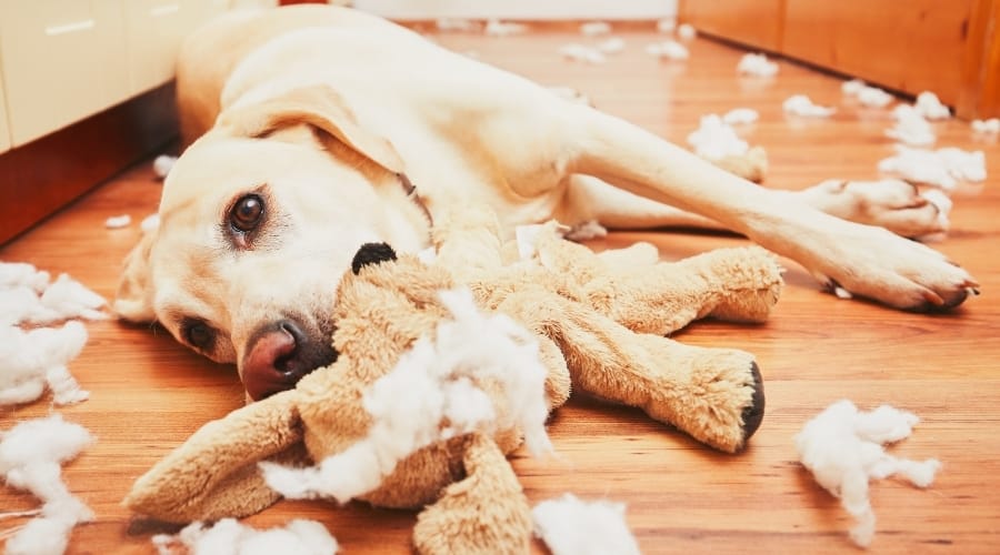 Dog Destroying Toy