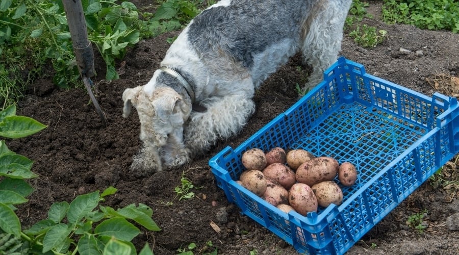 Dog Digging in the Ground for Root Vegetables